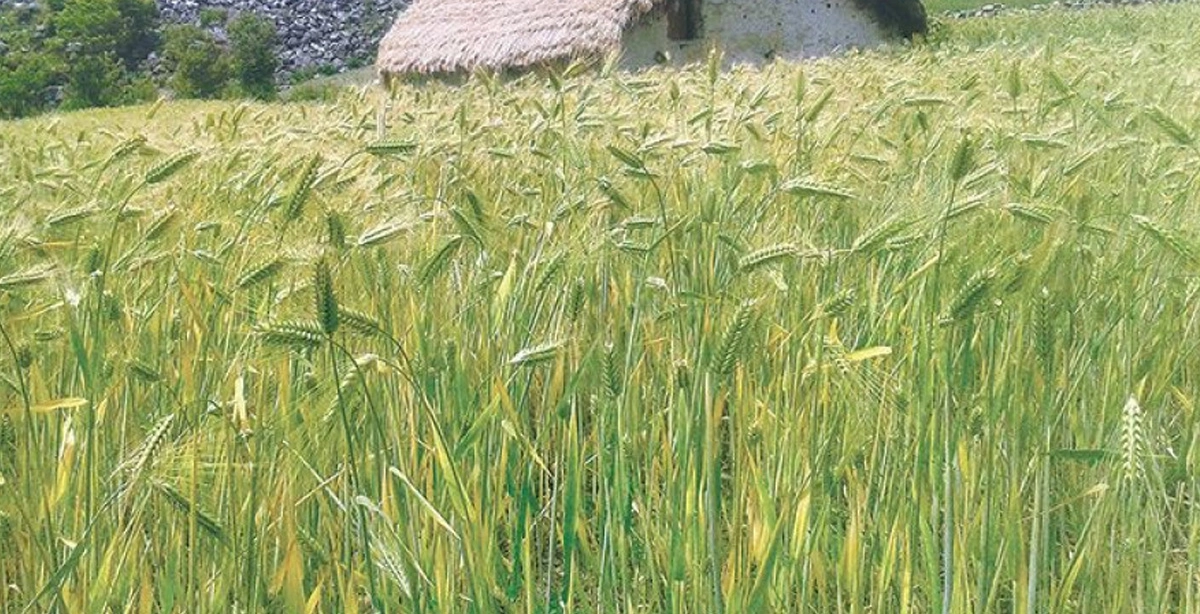तल्लो मनाङका किसानलाई खेती भित्र्याउने चटारो