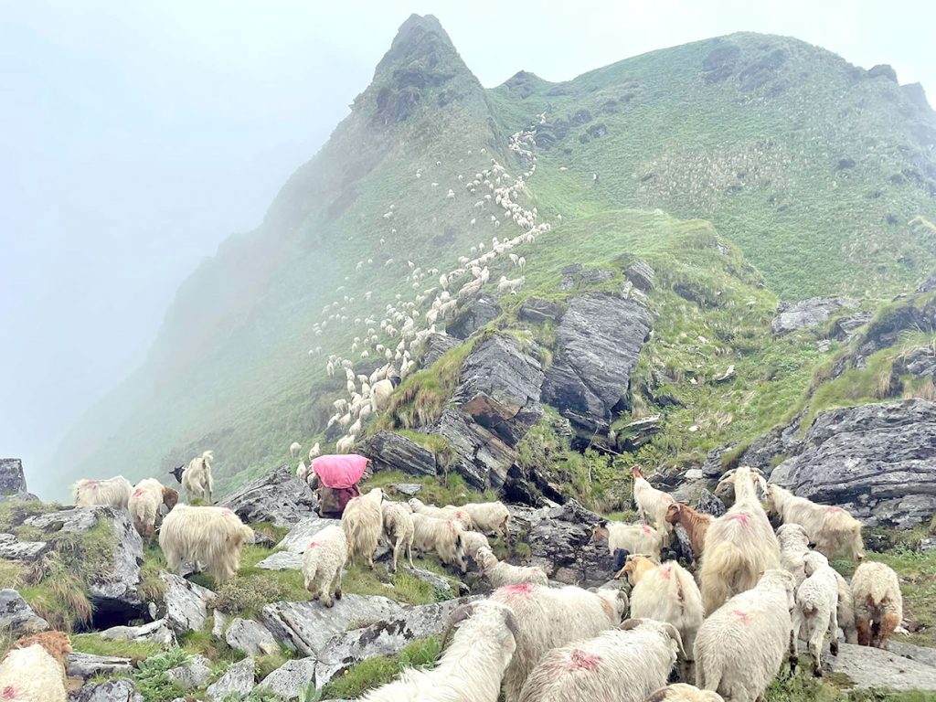 धौलागिरि आधार शिविरमा भेडाका बथान