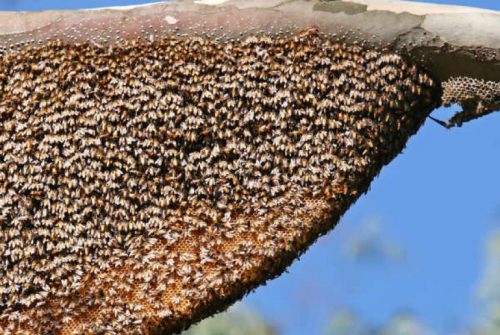 तनहुँमा सिङ्गुसले टोकेर एकको मृत्यु, छ घाइते